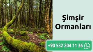 şimşir Ormanları